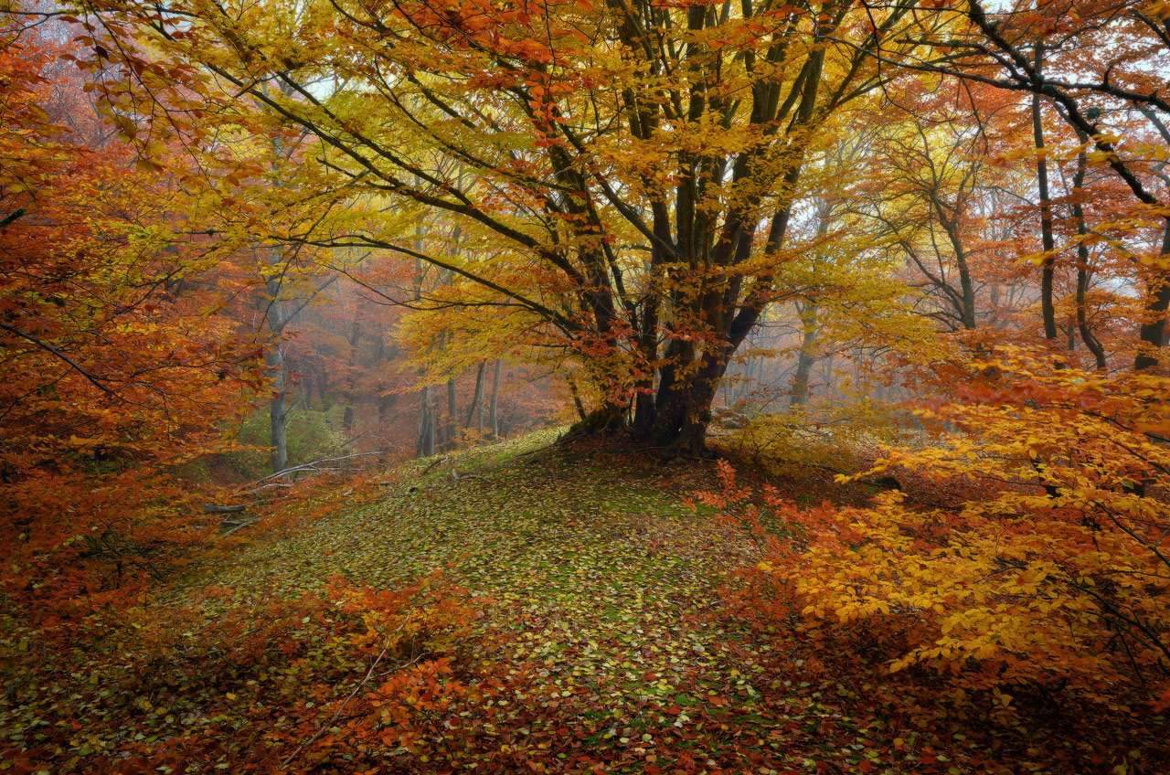 Крымский лес осенью